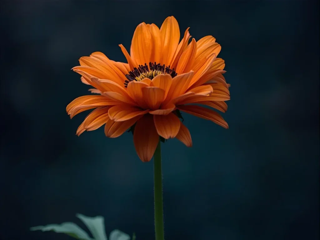 Day of the Dead Flower in Spanish
